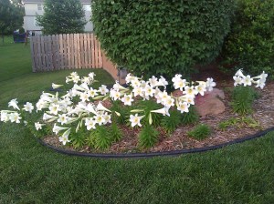 easter lilies_1